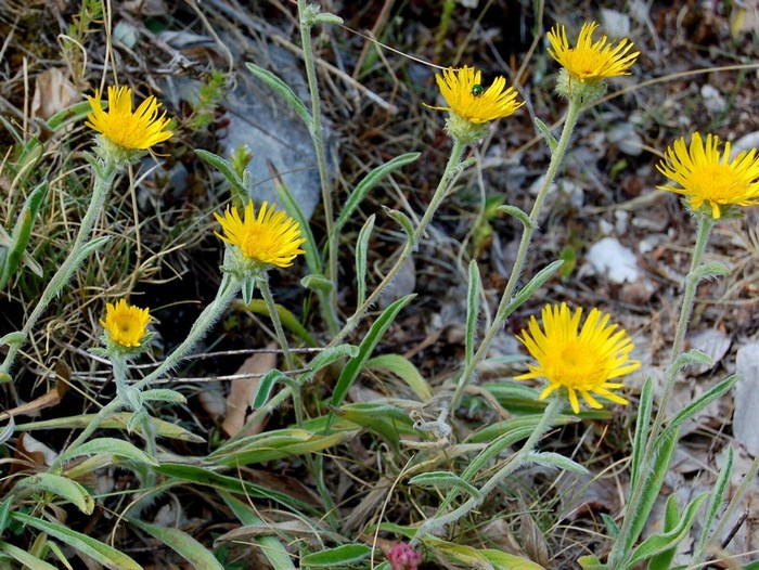 Fioriture magellensi